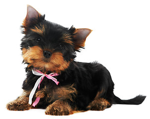 Image showing One Yorkshire Terrier (of three month) puppy dog