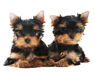 Image showing Two Yorkshire Terrier 3 month puppies dog