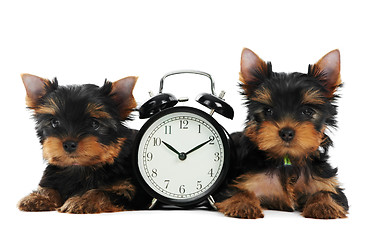 Image showing Yorkshire Terrier puppy dog with alarm clock