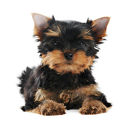 Image showing One Yorkshire Terrier (of three month) puppy dog