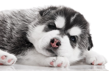 Image showing one Siberian husky puppy isolated