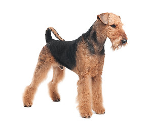 Image showing Airedale Terrier dog isolated