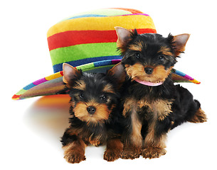 Image showing Two Yorkshire Terrier 3 month puppies dog