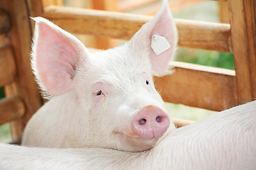 Image showing young pig in shed