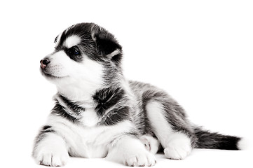 Image showing one Siberian husky puppy isolated