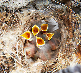 Image showing nest with nestling brood