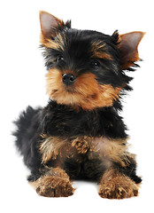 Image showing One Yorkshire Terrier (of three month) puppy dog