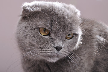 Image showing Scottish fold cat