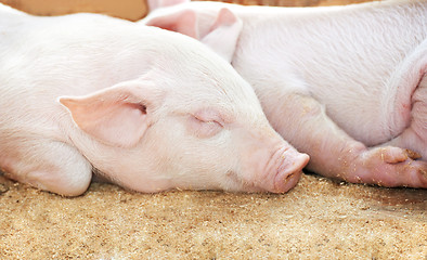 Image showing young pig in shed