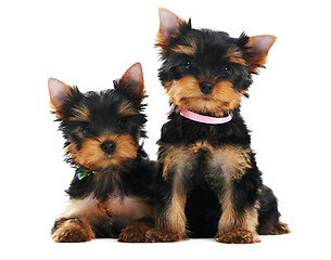 Image showing Two Yorkshire Terrier 3 month puppies dog