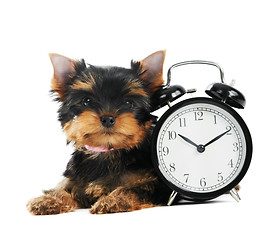 Image showing Yorkshire Terrier puppy dog with alarm clock