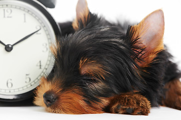 Image showing Yorkshire Terrier puppy dog with alarm clock