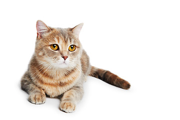 Image showing British Shorthair cat isolated