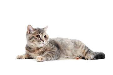 Image showing British Shorthair cat isolated