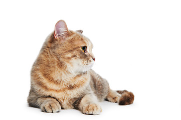 Image showing British Shorthair cat isolated