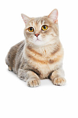 Image showing British Shorthair cat isolated