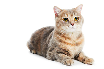 Image showing British Shorthair cat isolated