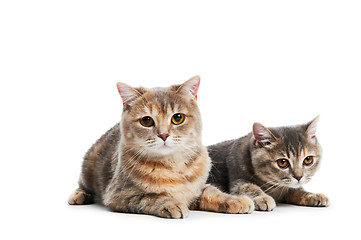 Image showing British Shorthair cats isolated