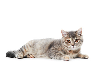 Image showing British Shorthair cat isolated