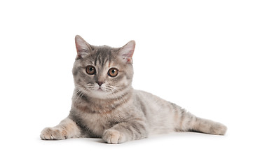 Image showing British Shorthair cat isolated