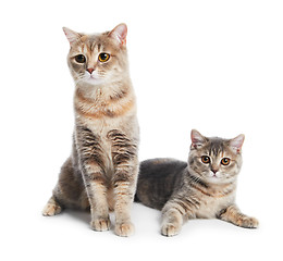 Image showing British Shorthair cats isolated