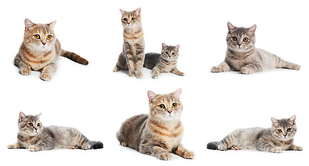 Image showing set of British Shorthair cats isolated