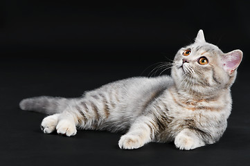 Image showing British Shorthair cat