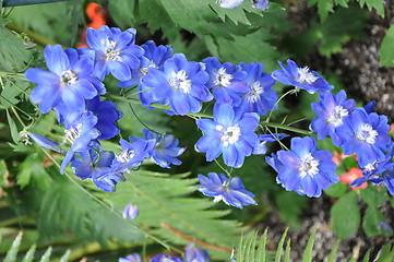 Image showing Flowers