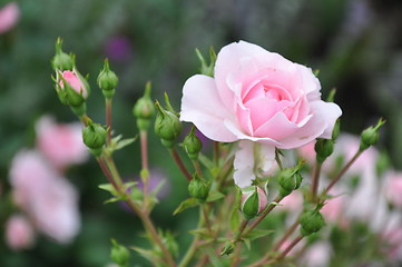 Image showing Rose