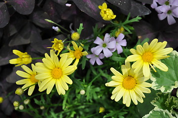 Image showing Flowers