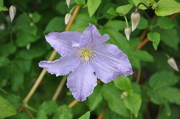 Image showing Flower