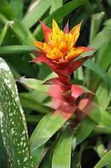 Image showing Ginger Flower