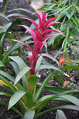 Image showing Ginger Flower