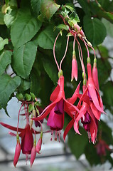 Image showing Flowers