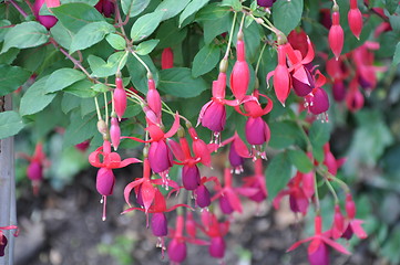 Image showing Flowers