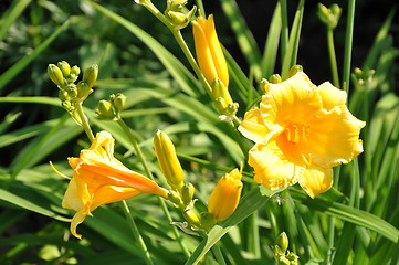 Image showing Flowers