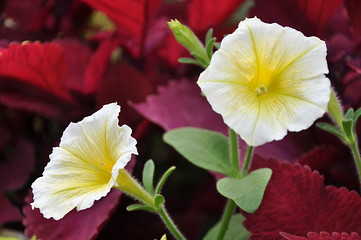 Image showing Flowers