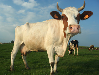 Image showing cow