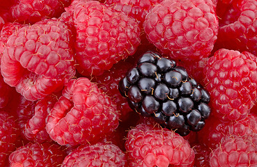 Image showing Different , A single blackberry among raspberries. (macro, 12MP camera)