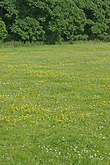 Image showing Meadow