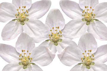 Image showing Blossom Background
