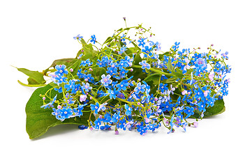 Image showing Blue forget-me