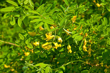 Image showing Flowering acacia