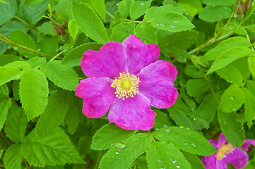 Image showing Flowering brier