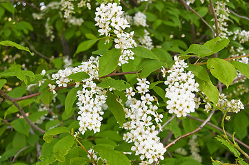 Image showing Flowering cherry