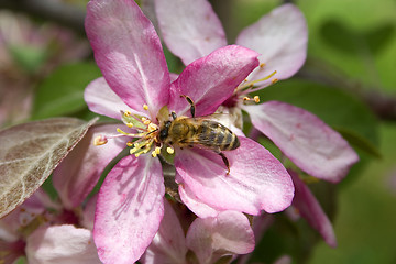 Image showing pollination