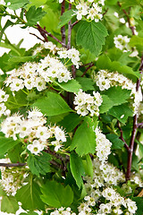 Image showing Flowering hawthorn