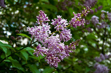 Image showing Flowering lilacs