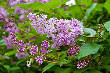 Image showing Flowering purple lilac