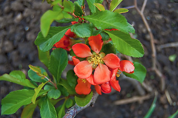 Image showing Flowering quince